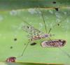 Tipula sp.